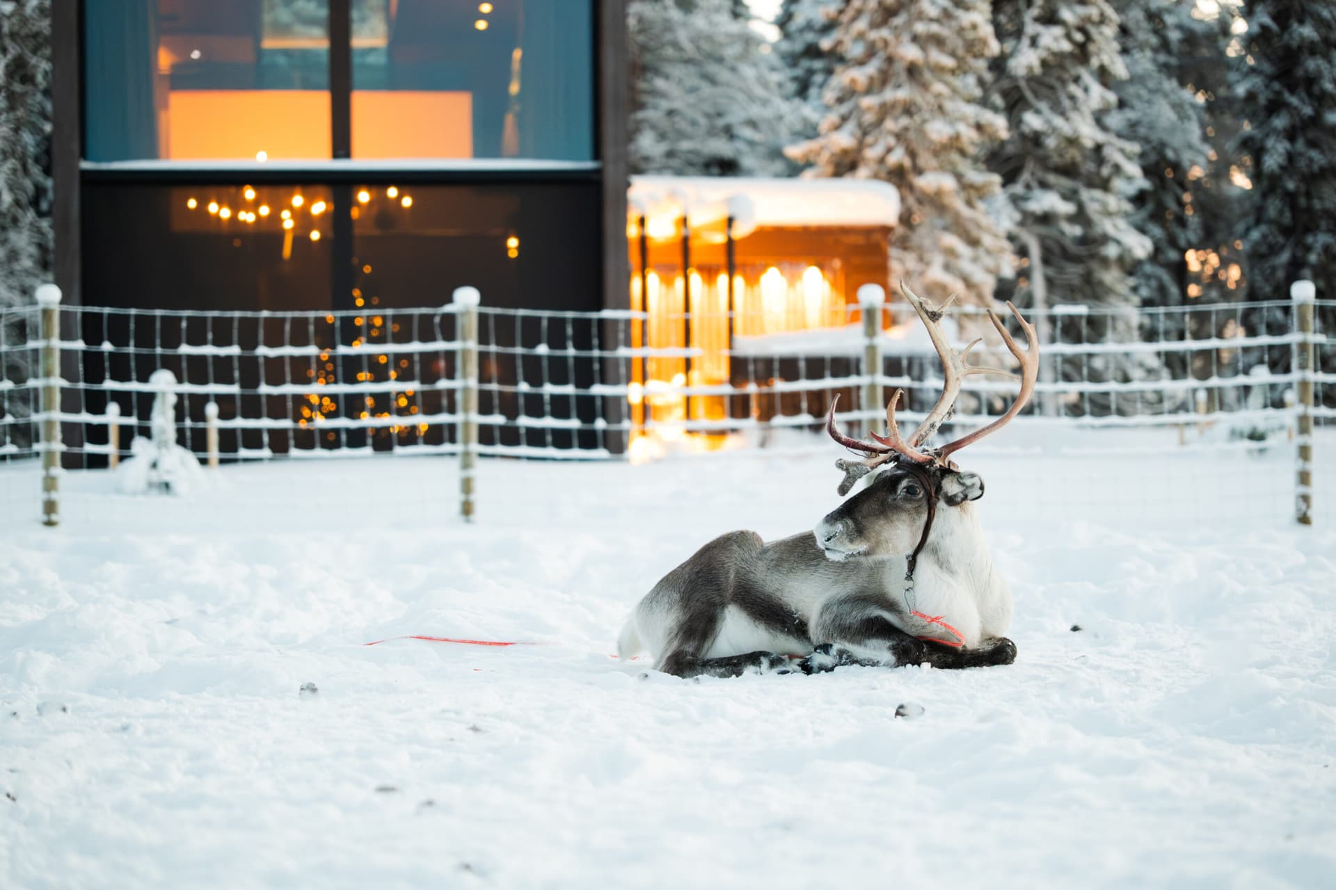 Meet, Feed & Kiss the Reindeer