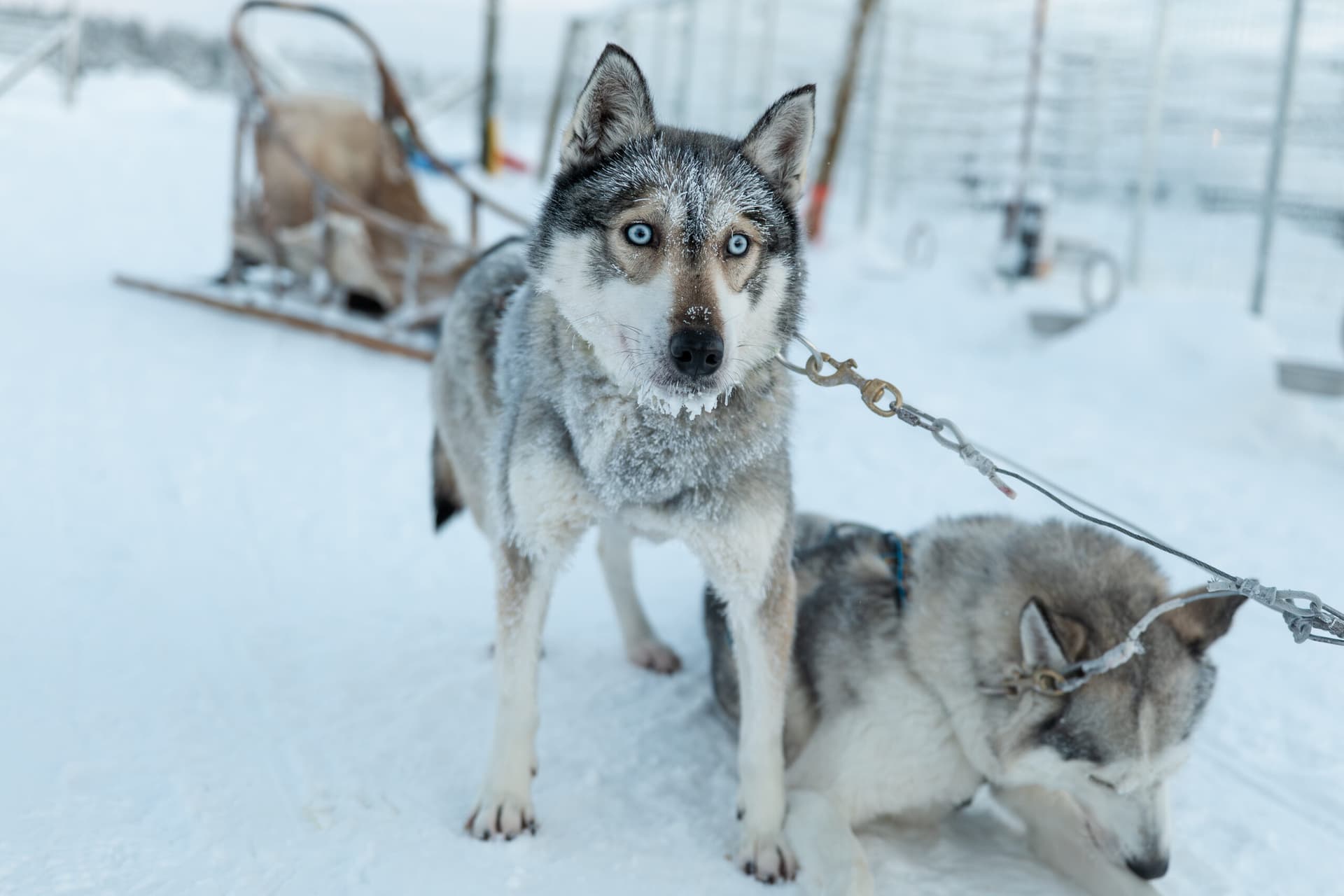 Husky- and Reindeer Safaris